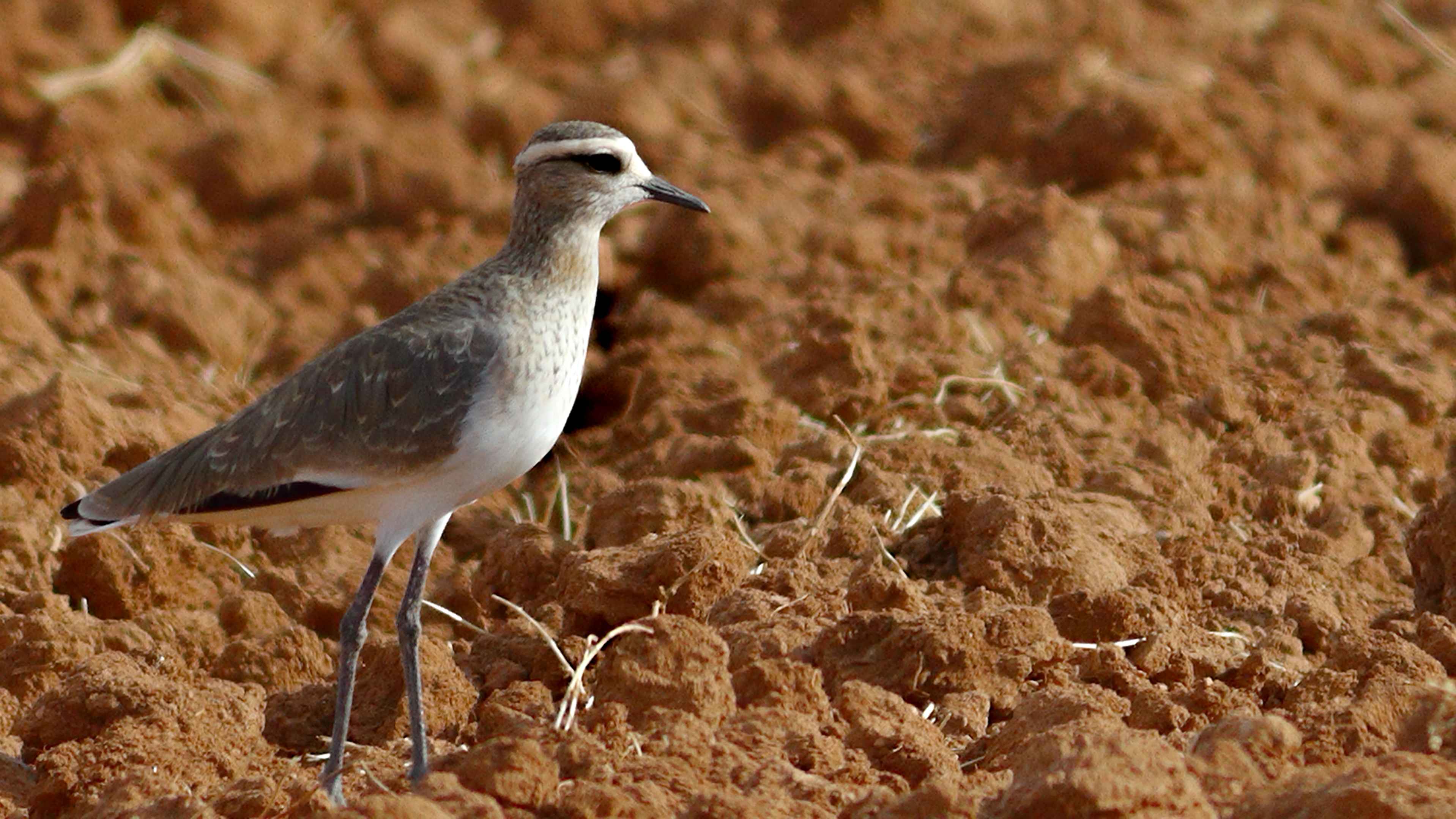 Sociable Lapwing